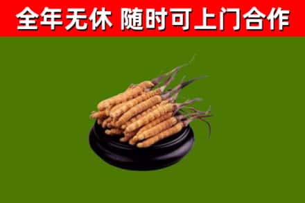 玉田回收散虫草