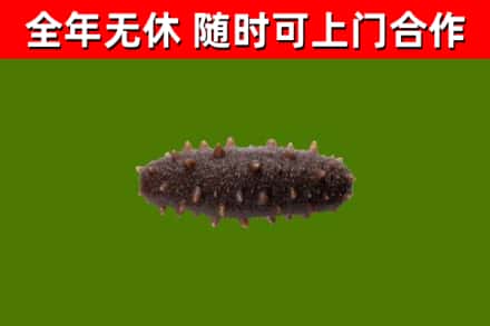 玉田回收海参干
